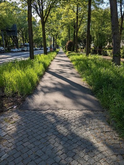 Bild zeigt einen sanierten Radweg zwischen Bäumen.