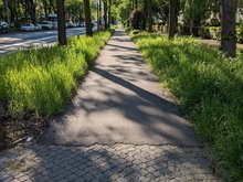 Bild zeigt einen sanierten Radweg zwischen Bäumen.